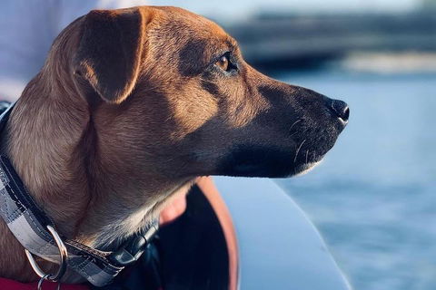 1.5-Hour Boat Rental In Melbourne - Restaurant Darwin 0