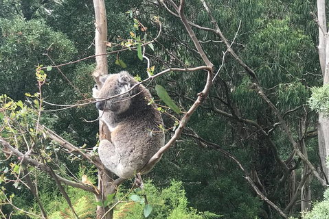 Full-Day Great Ocean Road Small-Group Tour From Melbourne - Restaurant Darwin 1