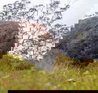 3-Day Cradle Mountain Photography Workshop - Restaurant Darwin