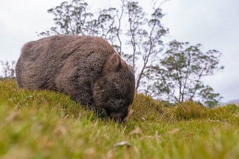 3-Day Cradle Mountain Photography Workshop - Restaurant Darwin 0