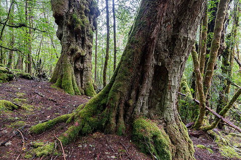 3-Day Cradle Mountain Photography Workshop - Restaurant Darwin 1