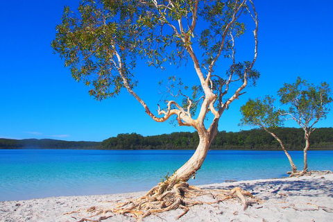 Fraser Island 4WD Tour From Rainbow Beach - Restaurant Darwin 5