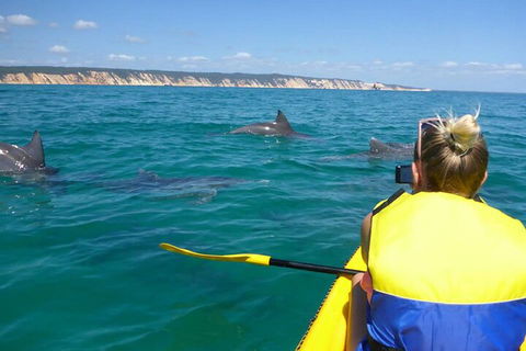 Kayak With Dolphins And 4WD Great Beach Drive Day Trip From Noosa - Restaurant Darwin 1