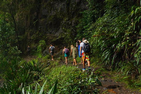 Glow Worms Private Tour - Nocturnal Rainforest Walk - Restaurant Darwin 1
