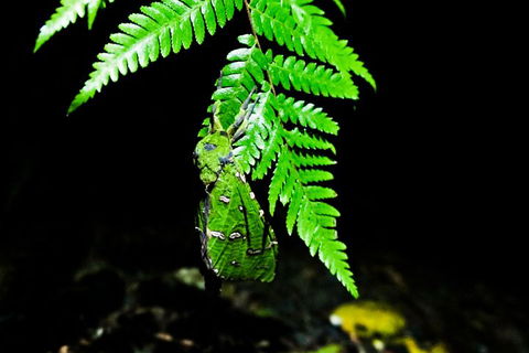 Glow Worms Private Tour - Nocturnal Rainforest Walk - Restaurant Darwin 2