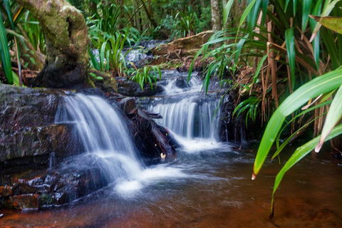 Glow Worms Private Tour - Nocturnal Rainforest Walk - Restaurant Darwin 5