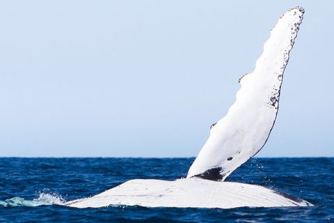 2-Hour Guided Whale Watching Tour At Noosa - Restaurant Darwin 0