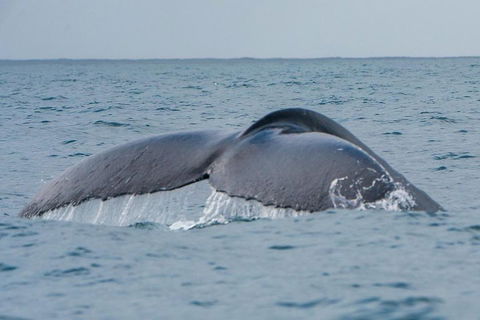 2-Hour Guided Whale Watching Tour At Noosa - Restaurant Darwin 1