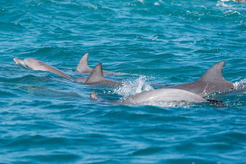 2-Hour Guided Whale Watching Tour At Noosa - Restaurant Darwin 2