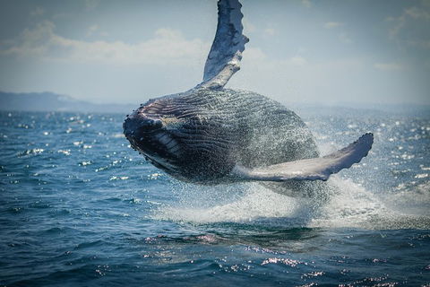 2-Hour Guided Whale Watching Tour At Noosa - Restaurant Darwin 3