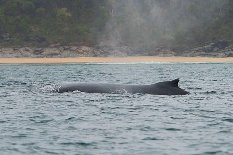 2-Hour Guided Whale Watching Tour At Noosa - Restaurant Darwin 5