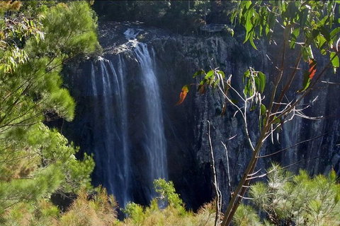 Byron Bay Hinterland Tour Including Rainforest Walk To Minyon Falls - Restaurant Darwin 0