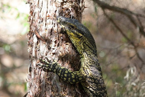 Byron Bay Hinterland Tour Including Rainforest Walk To Minyon Falls - Restaurant Darwin 1