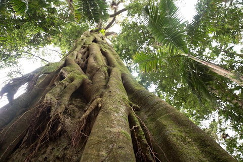 Byron Bay Hinterland Tour Including Rainforest Walk To Minyon Falls - Restaurant Darwin 2