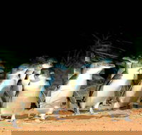 Phillip Island Penguins Private Tour - Restaurant Darwin