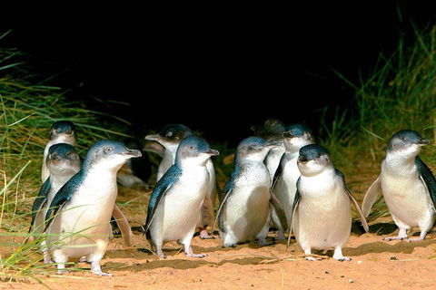 Phillip Island Penguins Private Tour - Restaurant Darwin 0