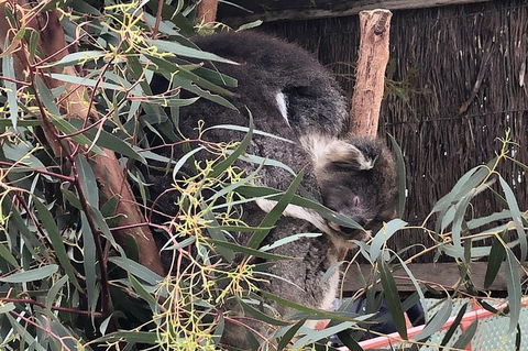 Phillip Island Penguins Private Tour - Restaurant Darwin 2