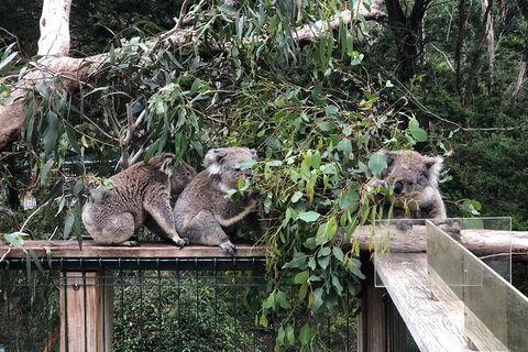 Phillip Island Penguins Private Tour - Restaurant Darwin 3