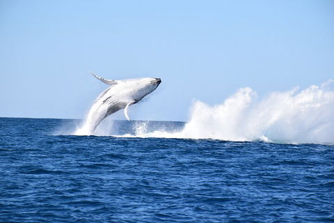 Noosa Whale Watching - Restaurant Darwin 1