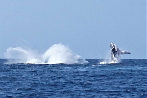 Noosa Whale Watching - Restaurant Darwin 2
