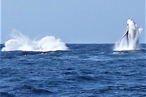 Noosa Whale Watching - Restaurant Darwin 3