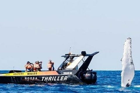 Noosa Whale Watching - Restaurant Darwin 4