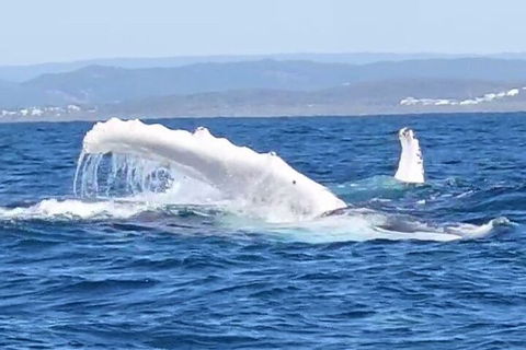 Noosa Whale Watching - Restaurant Darwin 5