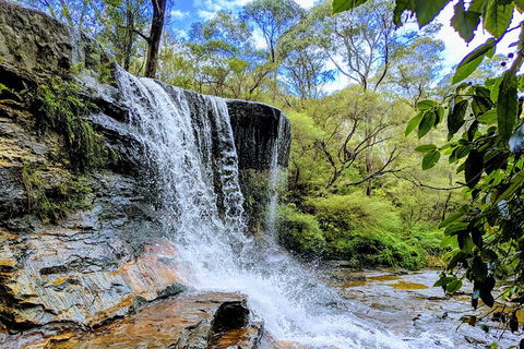 Blue Mountains Private Tour - Wild Kangaroos, Waterfalls And The Three Sisters - Restaurant Darwin 5