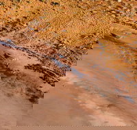 Scenic Flight Lizard Safari - Restaurant Darwin