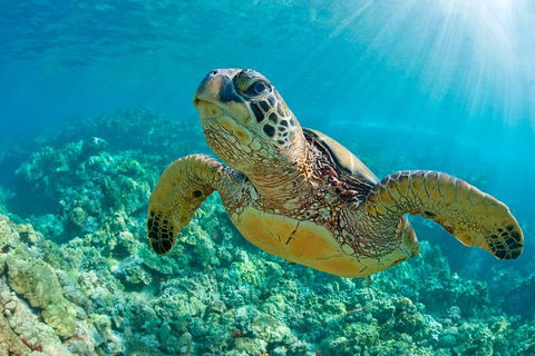 All Inclusive Tangalooma Wrecks Cruise Tour From Gold Coast - Restaurant Darwin 4