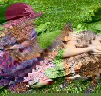 Kuranda Day Tour  HotAir Balloon Combo - Restaurant Darwin