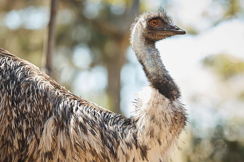 Sydney Taronga Zoo General Entry Ticket - Restaurant Darwin 4