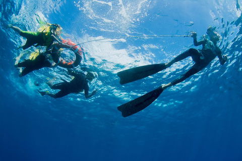 Passions Of Paradise Great Barrier Reef Snorkel And Dive Cruise From Cairns By Luxury Catamaran - Restaurant Darwin 2
