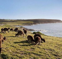 Kangaroo Island Personal Group Tours - Restaurant Darwin