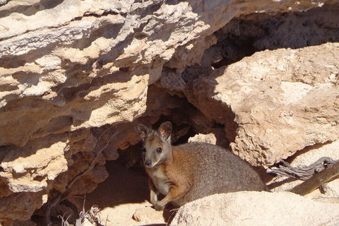 Shipwreck Special Full Day Tour Of The Abrolhos Islands - Restaurant Darwin 4