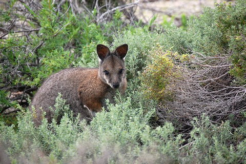 Pink Lake + Abrolhos Islands Nature Tour - Restaurant Darwin 1