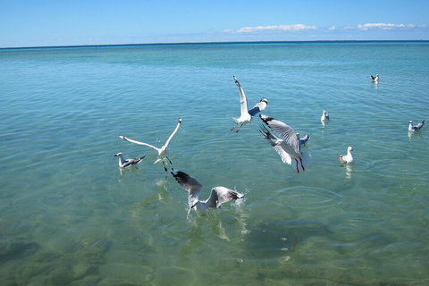 Pink Lake + Abrolhos Islands Nature Tour - Restaurant Darwin 5