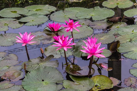 Kakadu, Nourlangie And Yellow Waters Tour From Darwin - Restaurant Darwin 1