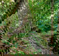 Private Daintree Mossman Gorge Exclusive Nature and Wildlife Focus - Restaurant Darwin