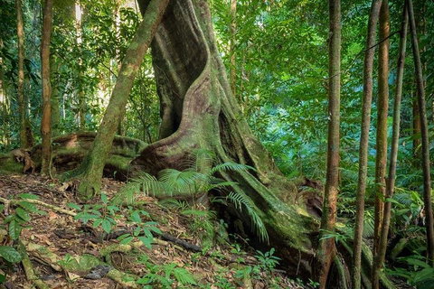 Private Daintree Mossman Gorge Exclusive Nature And Wildlife Focus - Restaurant Darwin 0