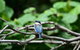 Private Daintree Mossman Gorge Exclusive Nature And Wildlife Focus - thumb 1
