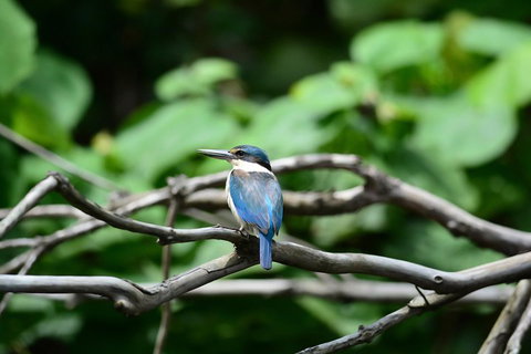 Private Daintree Mossman Gorge Exclusive Nature And Wildlife Focus - Restaurant Darwin 1