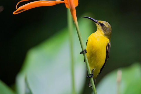 Private Daintree Mossman Gorge Exclusive Nature And Wildlife Focus - Restaurant Darwin 2