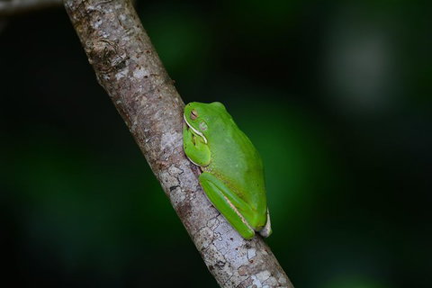 Private Daintree Mossman Gorge Exclusive Nature And Wildlife Focus - Restaurant Darwin 3