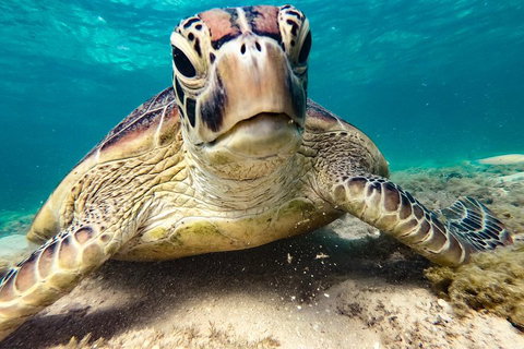 Sail, Snorkel, SUP & Kayak Charter Whitsundays - Restaurant Darwin 0