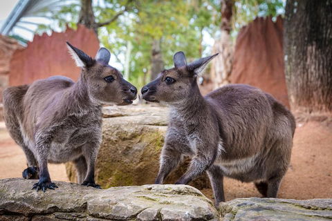 Australia Multi-City Attractions Pass - Restaurant Darwin 4