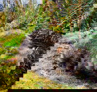 Cradle Mountain National Park Day Tour from Launceston - Restaurant Darwin