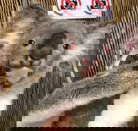 Kuranda Tour Deluxe Course with Kuranda 3 Zoos or Free Course - Restaurant Darwin