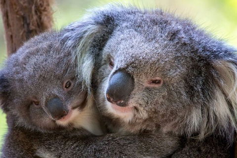 Half-Day Or Full-Day Tour With Private Guide From Melbourne - Restaurant Darwin 1