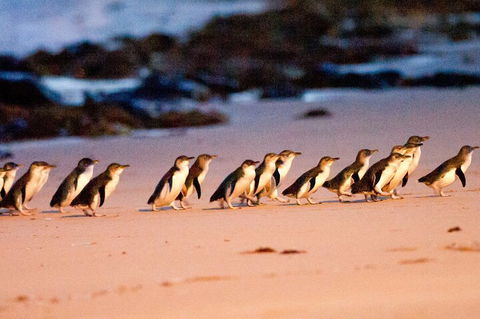 Half-Day Or Full-Day Tour With Private Guide From Melbourne - Restaurant Darwin 5